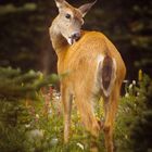 Black-Tailed-Deer