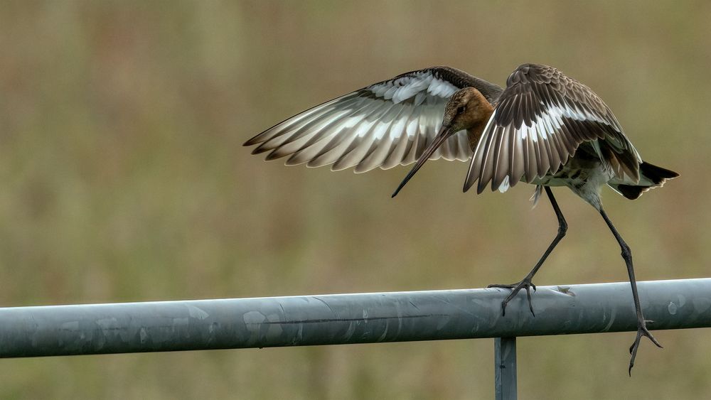 Black-tailed Godwit #1