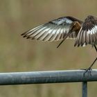 Black-tailed Godwit #1