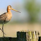 Black-tailed Godwit