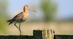 Black-tailed Godwit