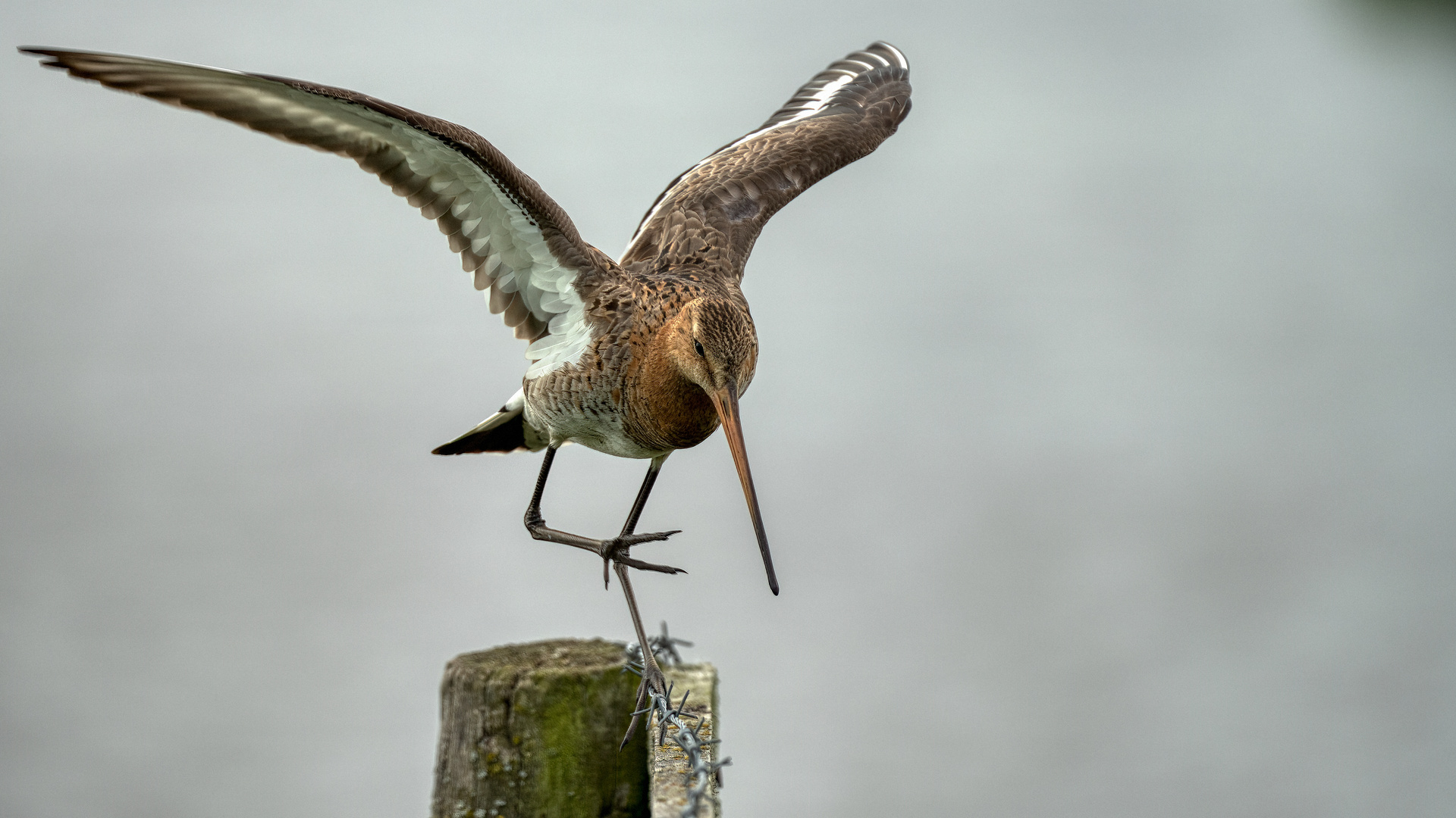 Black-tailed Godwit #2