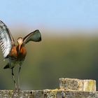 Black-tailed Godwit