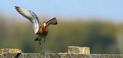 Black-tailed Godwit