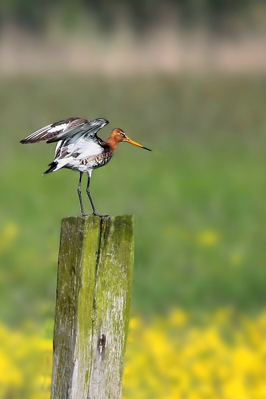 Black-tailed Godwit