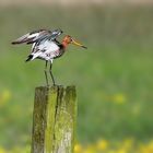 Black-tailed Godwit