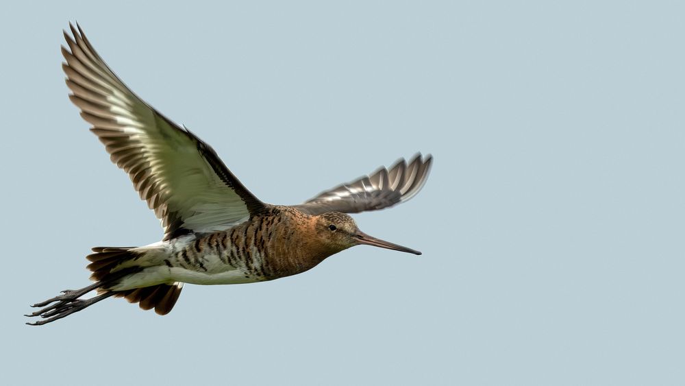 Black-tailed Godwit #3