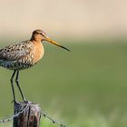 Black-tailed Godwit 