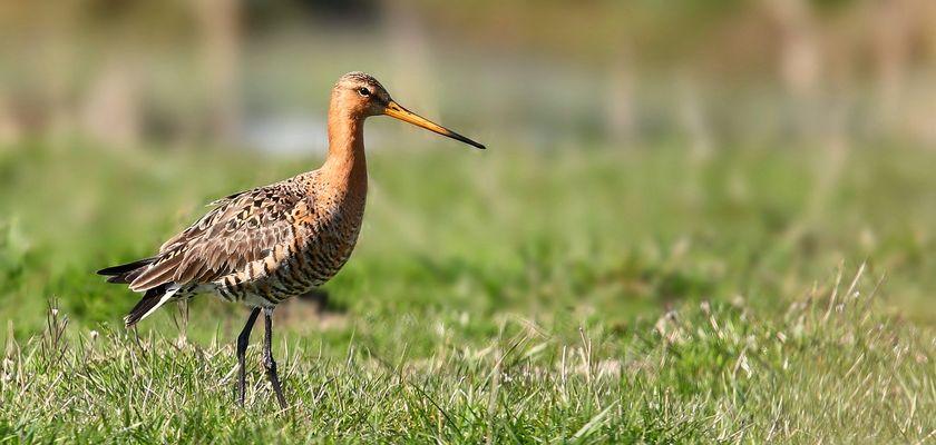 Black-tailed Godwit