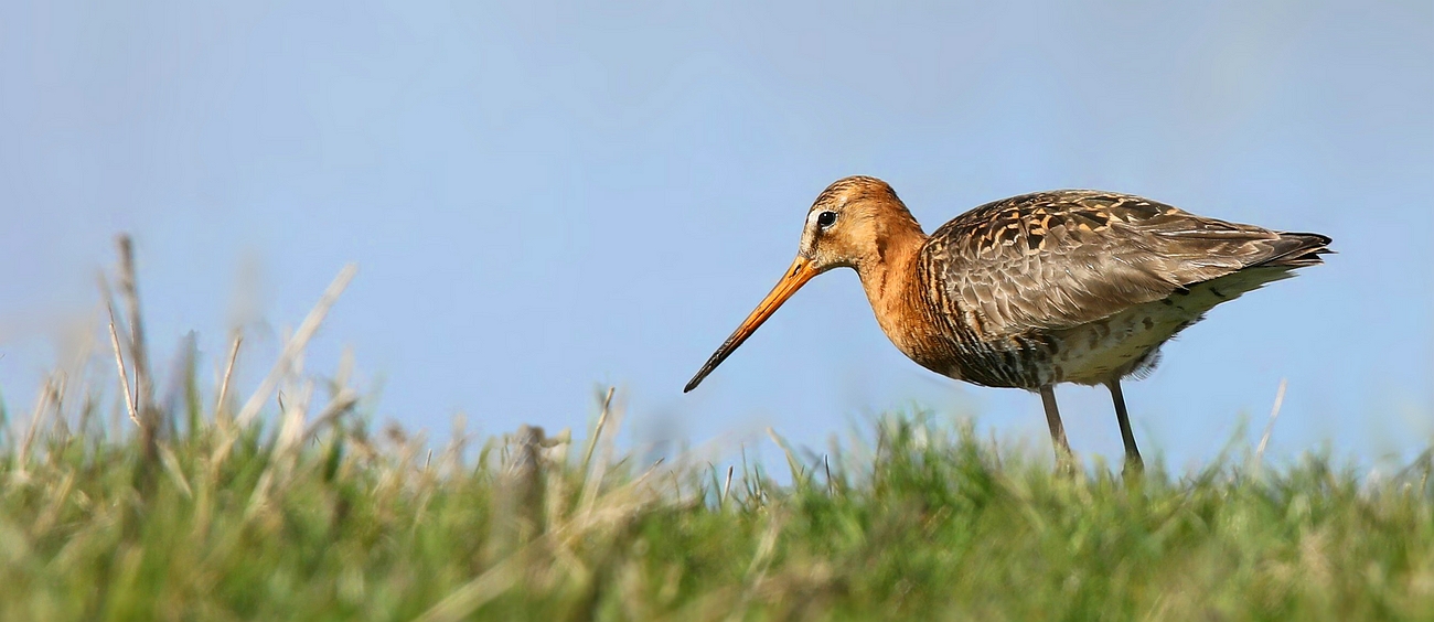 Black-tailed Godwit