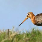 Black-tailed Godwit