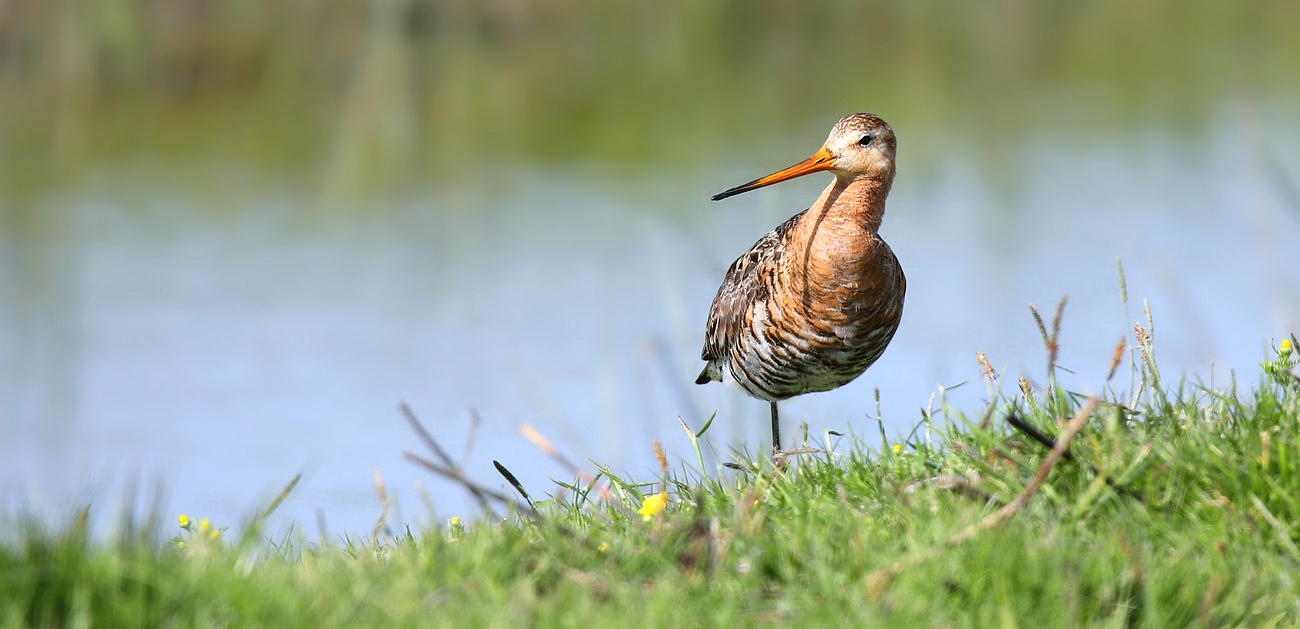 Black-tailed Godwit