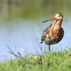 Black-tailed Godwit