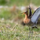 Black-tailed Godwit 