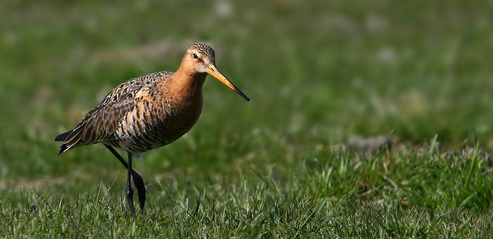 Black-tailed Godwit