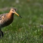 Black-tailed Godwit