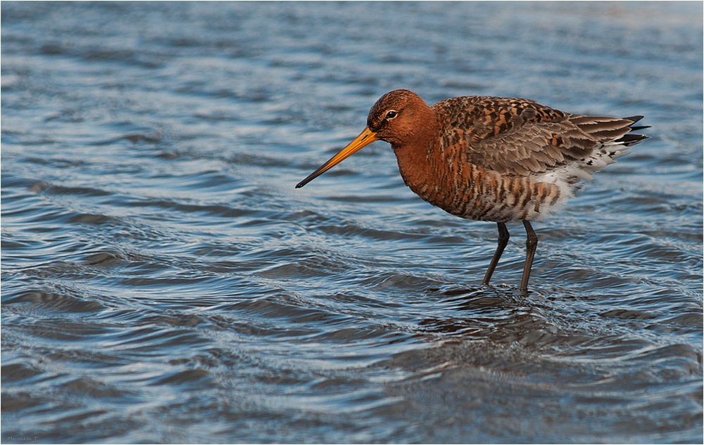 Black tailed godwit