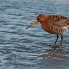 Black tailed godwit