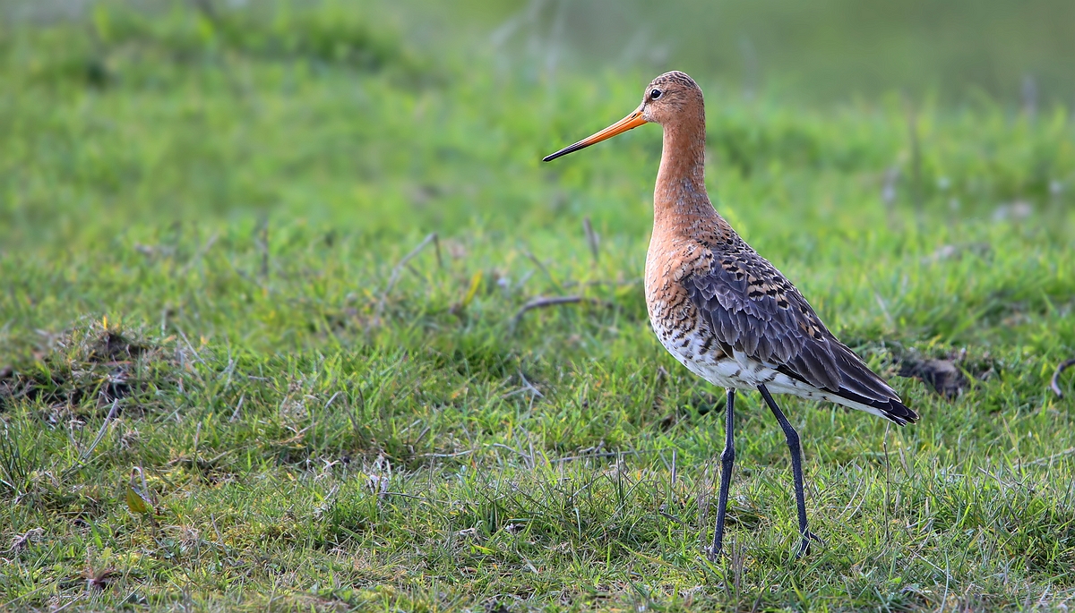 Black-tailed Godwit 