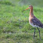 Black-tailed Godwit 