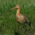 Black-tailed godwit