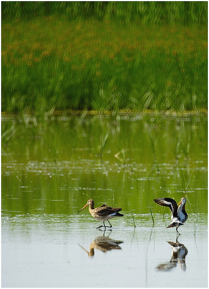 Black-tailed Godwit (Limosa limosa) Couple