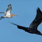 Black-tailed Godwit & Northern Raven