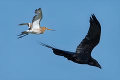 Black-tailed Godwit & Northern Raven