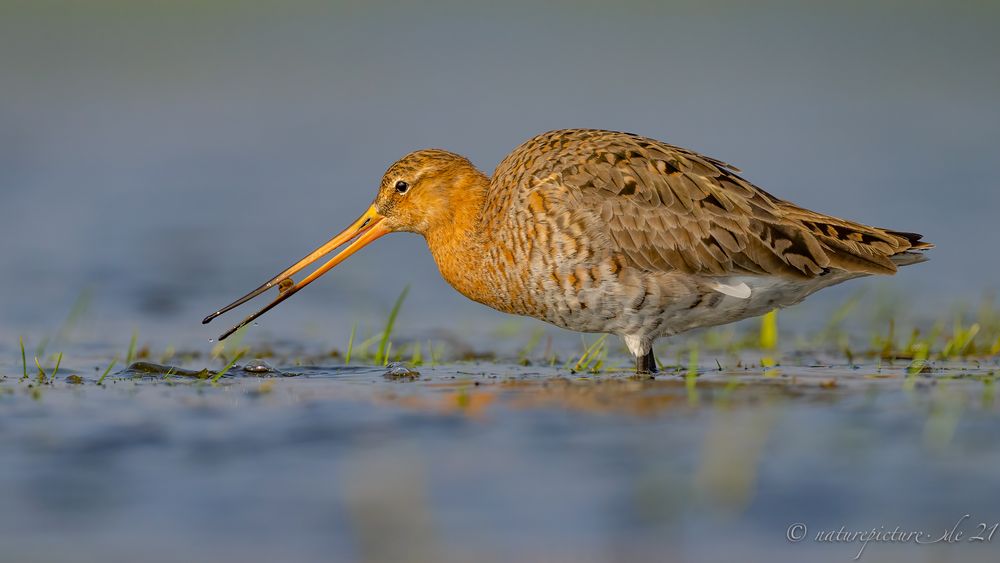 Black-Tailed Godwit / Uferschnepfe