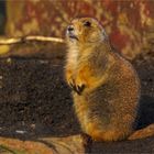 Black-tailed prairie dog