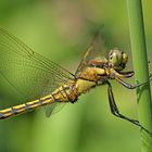 Black-Tailed Skimmer