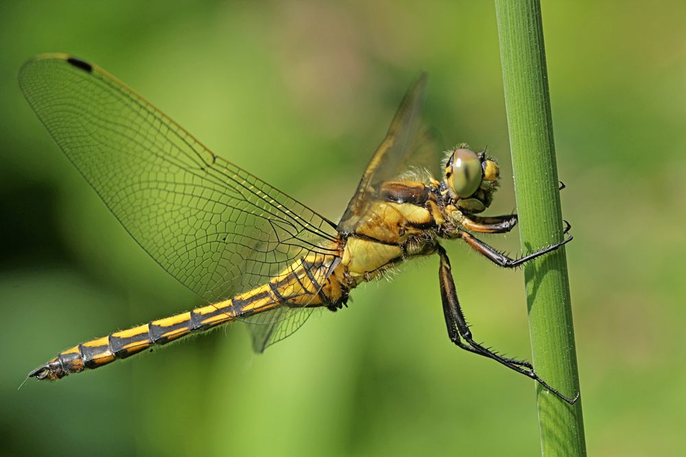 Black-Tailed Skimmer