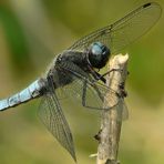 Black-tailed Skimmer