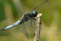 Black-tailed Skimmer