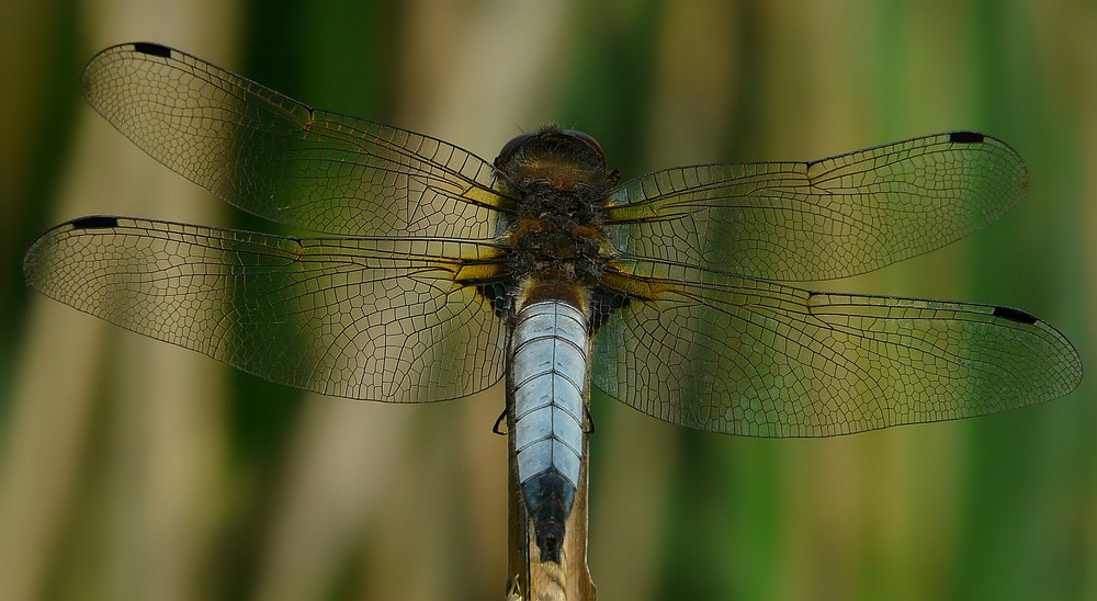 Black-tailed Skimmer