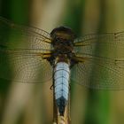 Black-tailed Skimmer