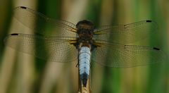 Black-tailed Skimmer