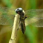 Black-tailed Skimmer