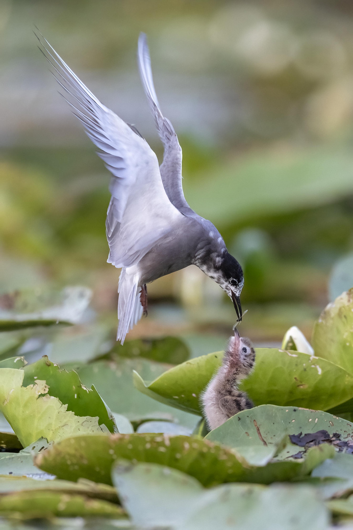 Black Tern feeding Chick