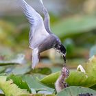 Black Tern feeding Chick