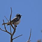 Black-throated Gray Warbler