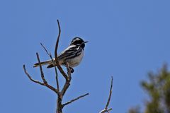 Black-throated Gray Warbler