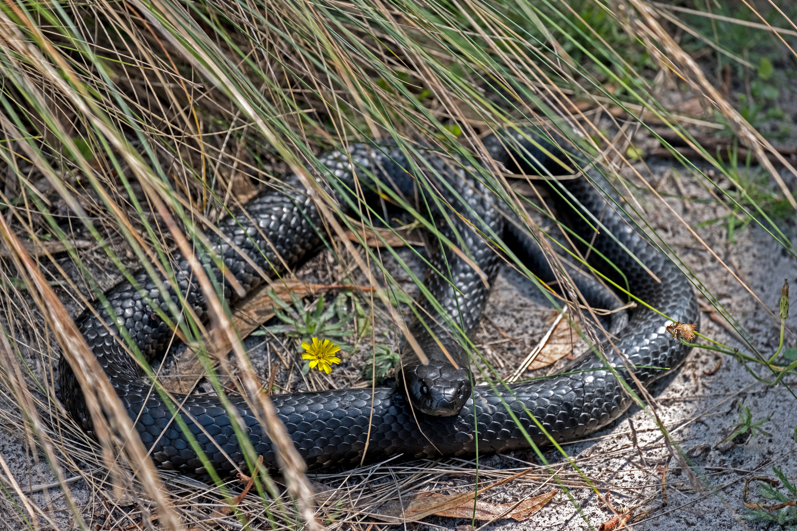 Black Tiger Snake (1)