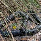 Black Tiger Snake (1)