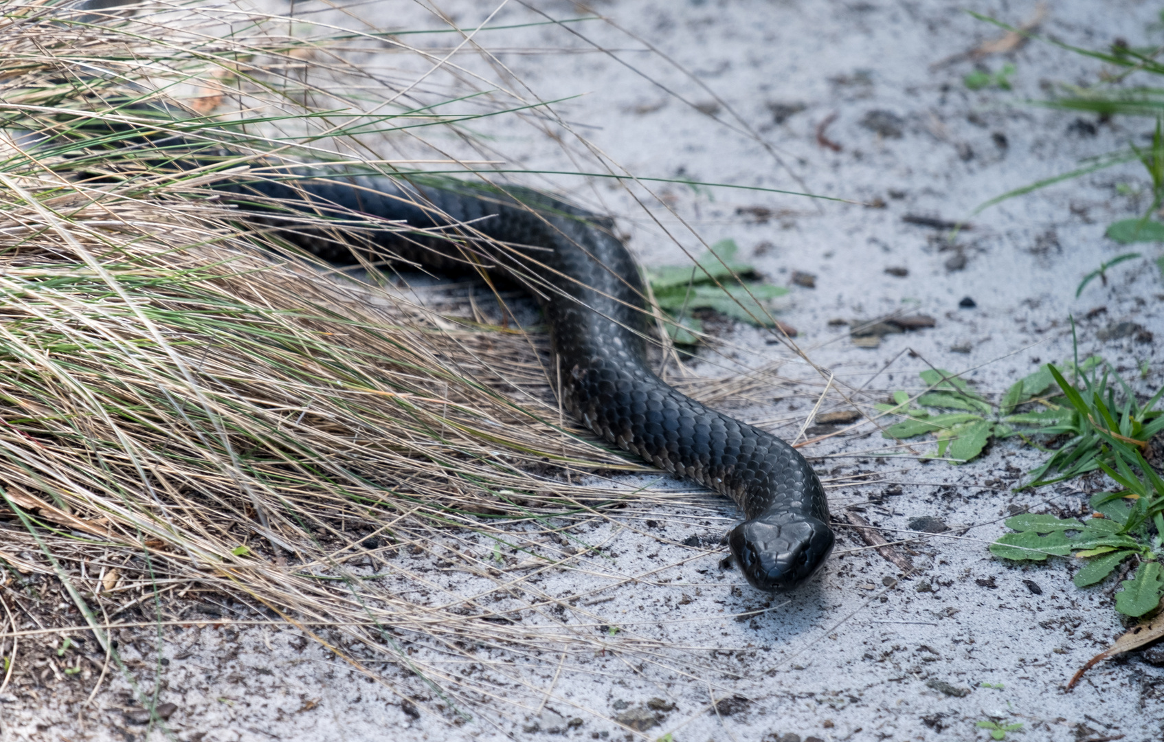 Black Tiger Snake (2)