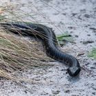 Black Tiger Snake (2)