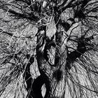 Black Tree