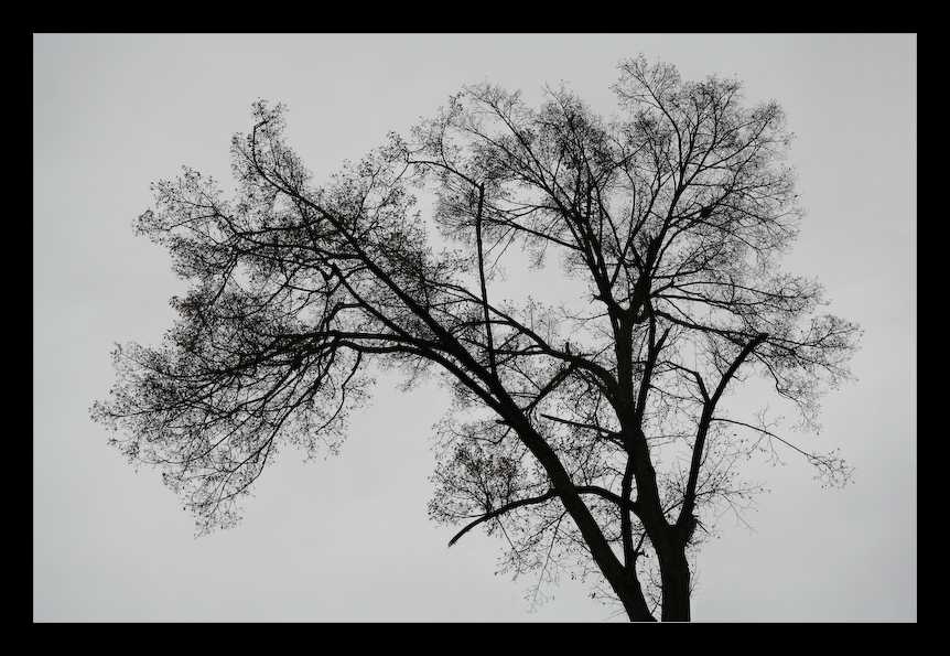 Black Tree.