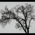 Black Tree.