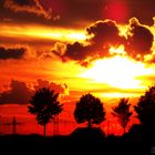 Black Trees and Red Sky